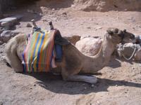 Sinai - ... unterwegs durch die Wüste ...