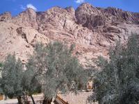 Sinai - Olivenbäume am Katharinenkloster