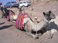 Sinai - ... am Katharinenkloster ...