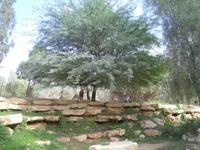 ... auf dem Weg zum Grab von David Ben Gurion ...