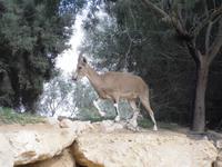 ... auf dem Weg zum Grab von David Ben Gurion ...