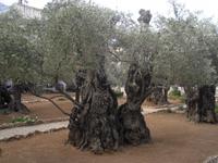 Ölbäume im Garten Gethsemane