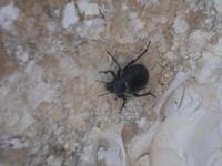 ... die Vorfahren dieses Käfers kannten König Herodes ...