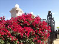 0036 Haifa - Bahai-Gärten