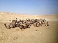 0237 bei den Beduinen