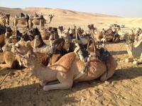 0247 bei den Beduinen