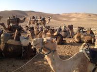 0250 bei den Beduinen