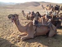 0251 bei den Beduinen