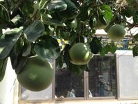 0289 botanischer Garten En Gedi