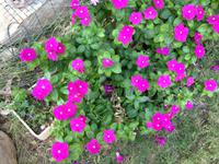 0291 botanischer Garten En Gedi