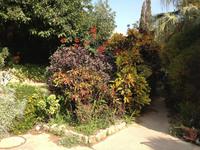 0292 botanischer Garten En Gedi