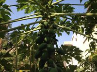 0293 botanischer Garten En Gedi