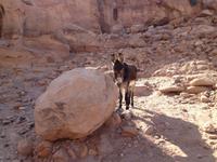 0400 Felsenstadt Petra