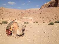 0414 Felsenstadt Petra