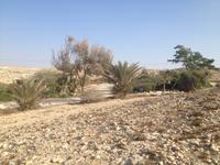 0471 Weinprobe in der Negev-Wüste