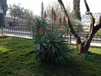 0573 Jerusalem - Dominus Flevit