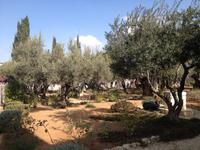 0582 Jerusalem - Garten Gethsemane