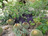 0622_Ein Gedi; botanischer Garten