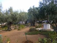 10.Tag, 02.11.2013: Garten Gethsemane