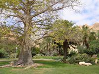 Kibbutz Ein Gedi + Botanischer Garten