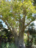 Kibbutz Ein Gedi + Botanischer Garten