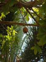 Kibbutz Ein Gedi + Botanischer Garten