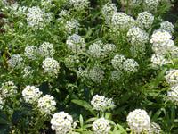 Kibbutz Ein Gedi + Botanischer Garten