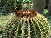 Kibbutz Ein Gedi + Botanischer Garten