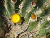 Kibbutz Ein Gedi + Botanischer Garten