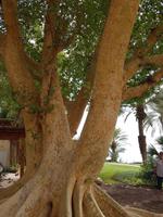 0619_Ein Gedi; botanischer Garten