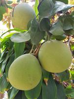 0623_Ein Gedi; botanischer Garten