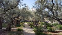 Garten Gethsemani 20180326_092334