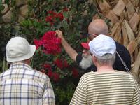 Ein Gedi botanischer Garten
