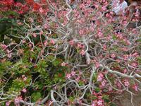 Ein Gedi botanischer Garten