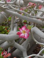 Ein Gedi botanischer Garten