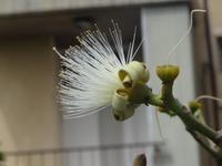 Ein Gedi botanischer Garten