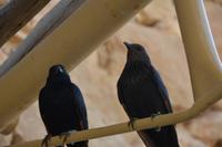 177 Felsenfestung Massada