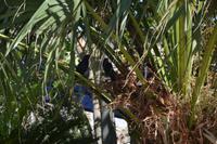 211 Botanischer Garten Ein Gedi