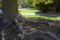 216 Botanischer Garten Ein Gedi