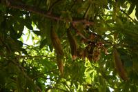 218 Botanischer Garten Ein Gedi