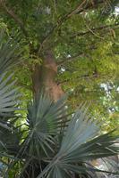 219 Botanischer Garten Ein Gedi