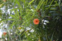 221 Botanischer Garten Ein Gedi