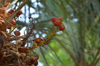 223 Botanischer Garten Ein Gedi