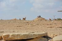 229 Krater Mitzpe Ramon