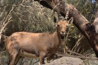 237 Steinbock in Sede Boker