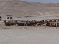 Kamels bei den Beduinen