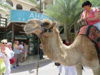 Rundreise Israel - Jericho