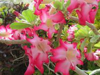 Rundreise Israel - Kibbuz Ein Gedi