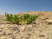 Rundreise Israel - Richtung Negev-Wüste, kleiner Krater