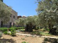 Rundreise Israel - Jerusalem, Garten Gethsemane